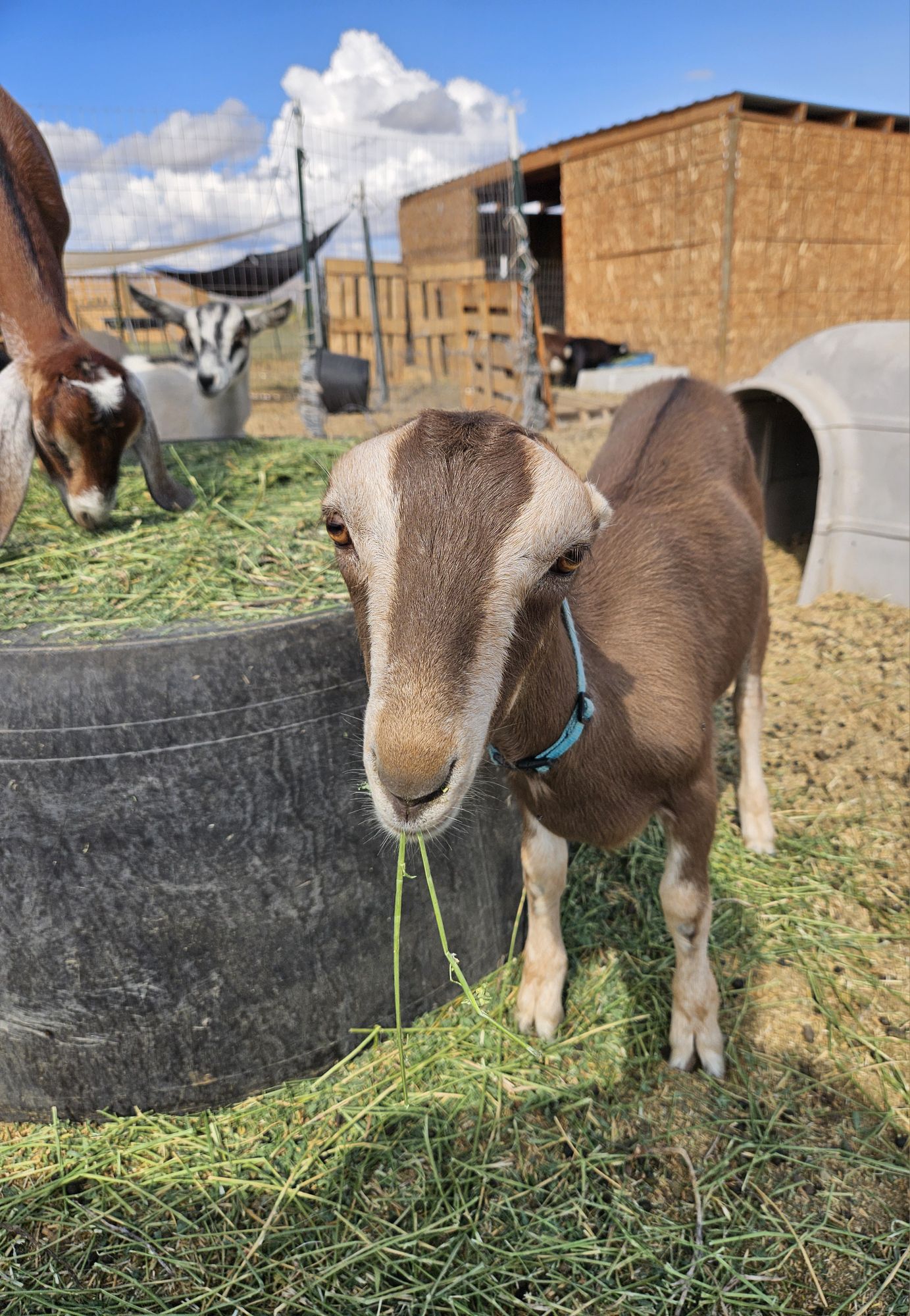 Labasa Goat LaMancha Goats – Backyarding And Kids